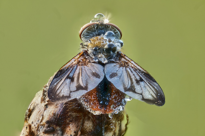 Breitflügelige Raupenfliege (Ectophasia crassipennis)_HBW