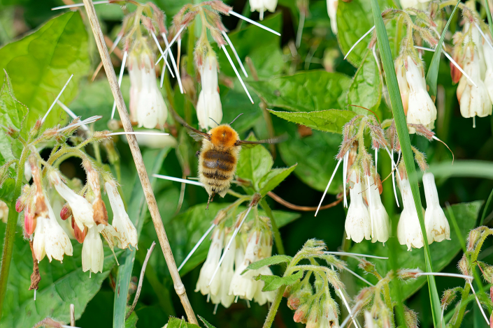 Biene bei der Arbeit