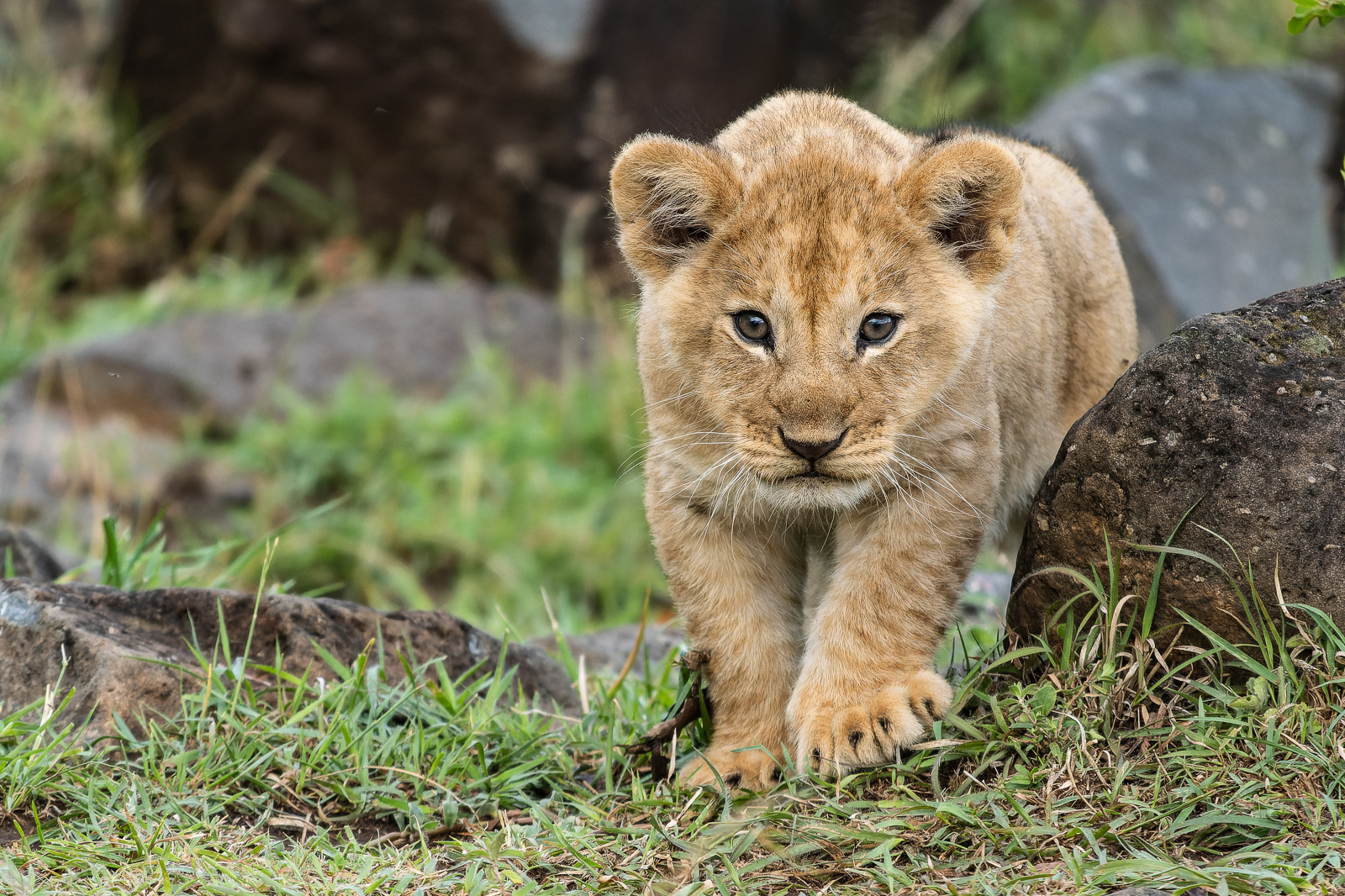 231107-0604-J-_1JR1338-ORF_DxO_DeepPRIME2