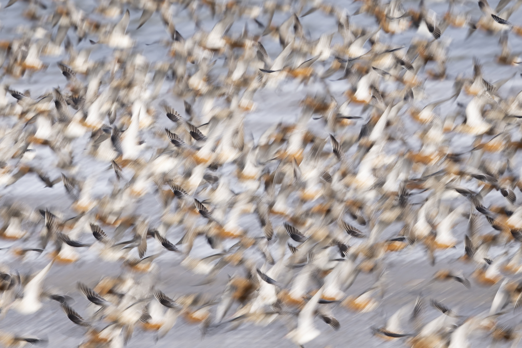 Susanne Barkmann | Watvogelschwarm